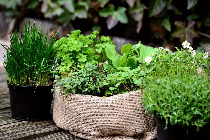 Hanging Herb Planter