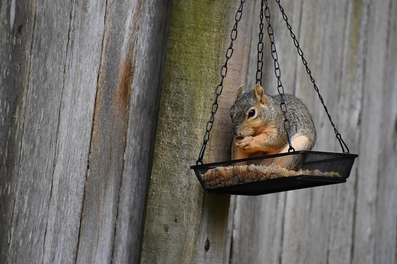 Teacup Bird Feeders
